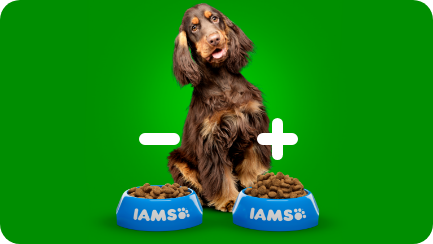 Dog sitting in front of two bowls of food