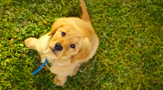 The Big Day: Puppy's First Vet Visit