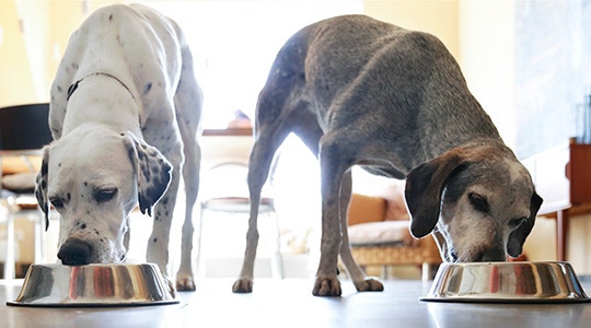 Is Your Dog a Picky Eater?