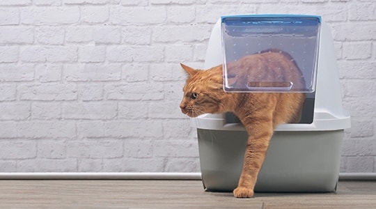 The Pet Owner’s Guide to FLUTD and Urinary Tract Infections in Cats