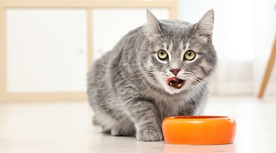 Your Cat’s Feeding Schedule and Eating Habits: What to Know