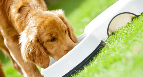 Common Questions about Feeding Your Dog