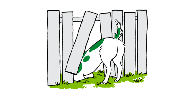 Could Your Dog Escape Your Yard? Here’s How to Secure It