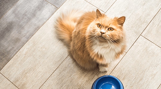How Much Food to Feed Your Cat, From Kitten to Senior