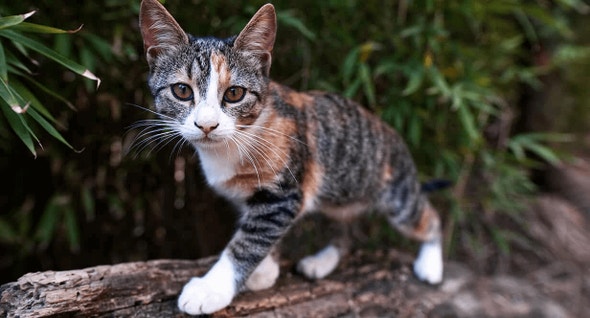 The Health Benefits of Fish Oil in Kitten Food