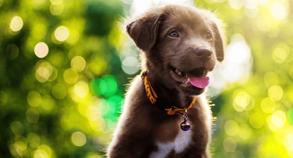 Puppy Basics Nutrition for Medium Breeds