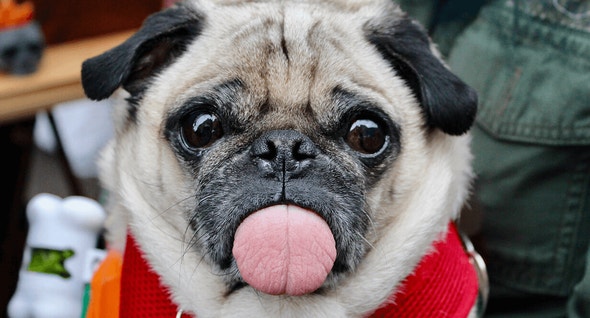 Is My Small-breed Dog Overweight?