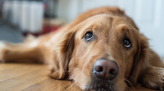 Why Is My Dog Not Eating?