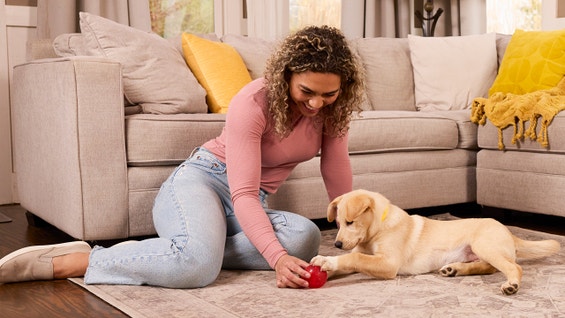 How to take care of a puppy