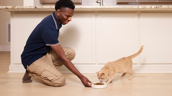 Tips for Feeding Your Adult Cat