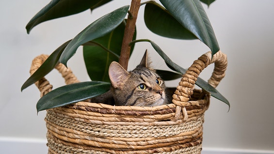 Our Favorite Tips to Train a Kitten