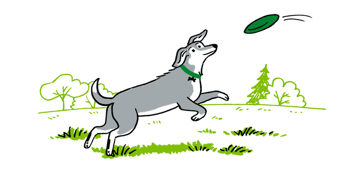 Keep Your Dog Safe When You’re Out and About