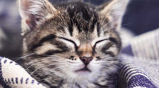 How to Care for Your Cat’s Hairball Issues