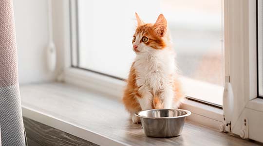 Is Your Cat a Picky Eater? Try These Cat Feeding Tips!