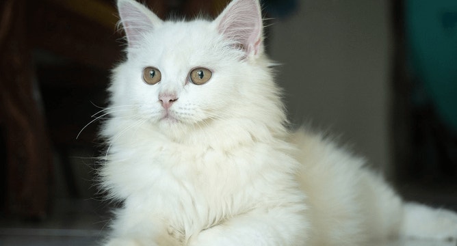 Senior Cat Nutrition Facts and Fixes