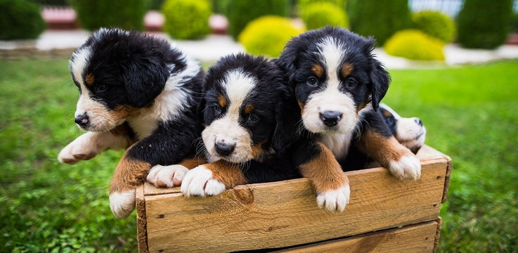 bernese-mountain-dog-puppies-1360