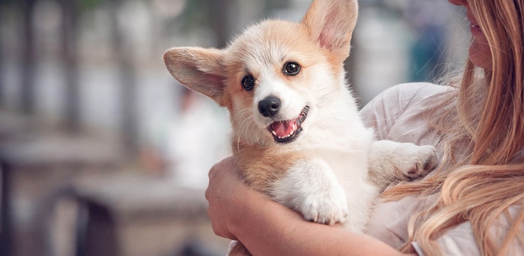 corgie-puppy-held