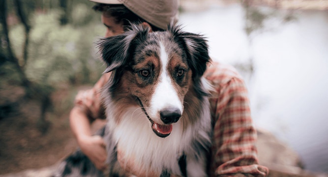 dog article do dogs hugs mob