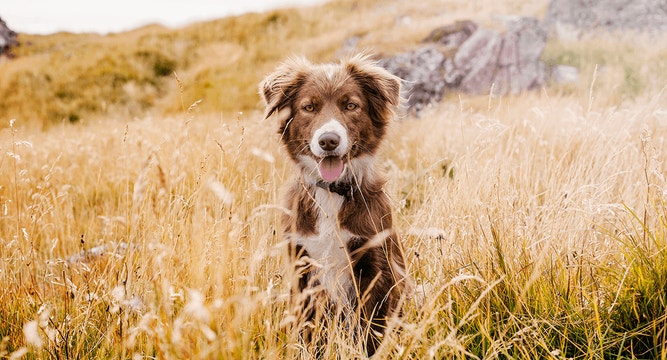 dog-article-how-to-handle-your-adult-dogs-shedding-mob