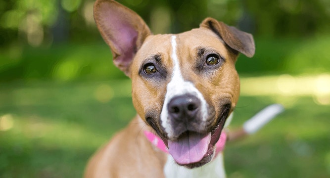 Tips for Feeding Your Adult Dog