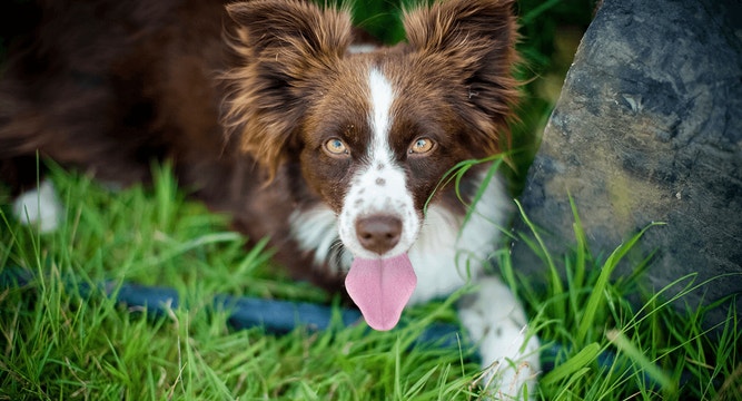 dog article why do dogs eat poop mob