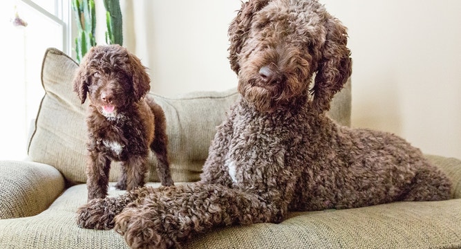 DIET AND NUTRITION FOR PREGNANT AND NURSING DOGS 