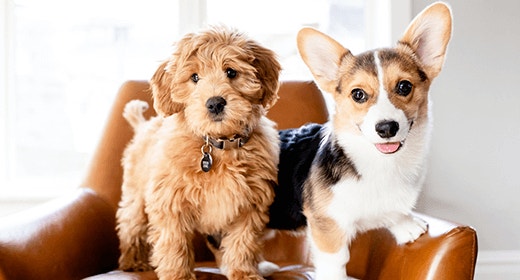 puppy-basics-nutrition-small-and-toy-breeds-mob