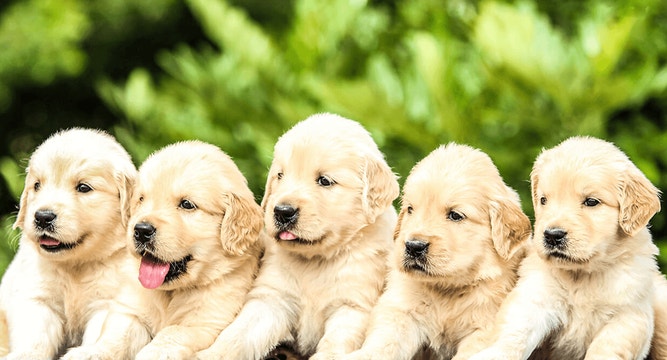 puppy-basics-selecting-right-food-mob