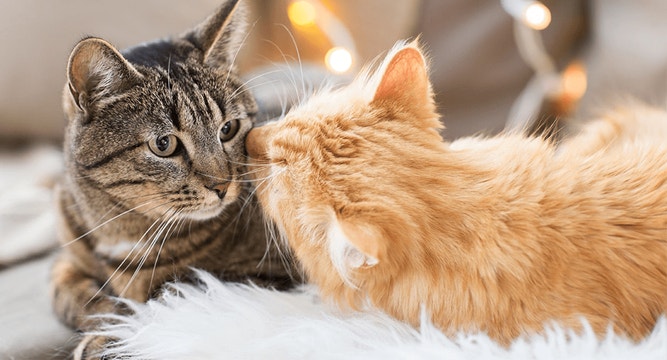 Saying Goodbye: How to Make the Most of Your Cat’s Final Days