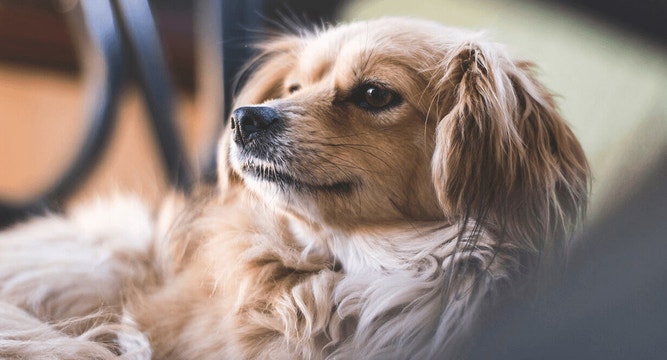 Small-Breed Dog’s Nutritional Needs