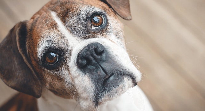 Is Your Older Dog Not Eating Like They Used to?