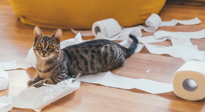 Understanding Gastrointestinal Issues in Cats