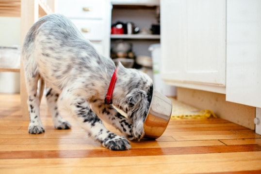 Dog enjoying a nutritious meal