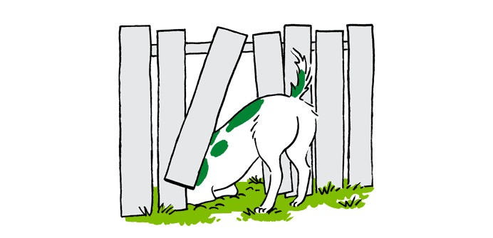 dog peeking through fence