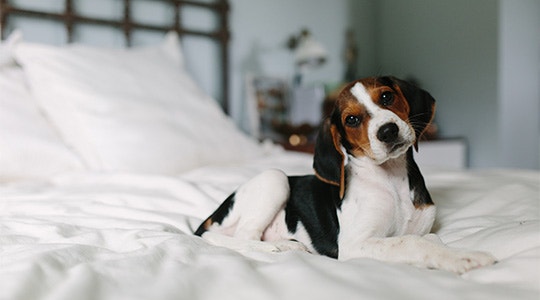 How to Switch Dog Food Article Hero Image