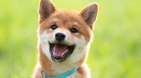 Keeping Your Puppy Healthy