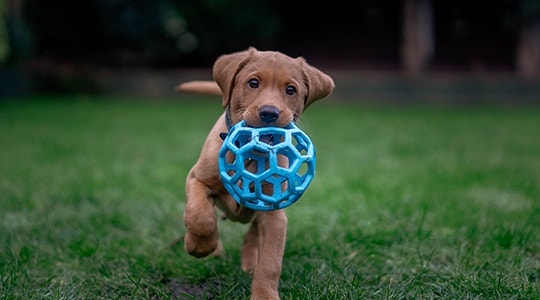 IAMS puppy