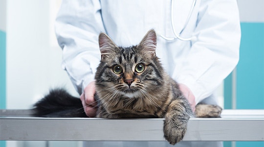 Help! My Cat Hates Vet Visits