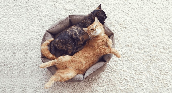 How to Successfully Add Another Cat to Your Household