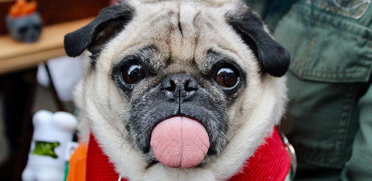 article_is-my-small-breed-dog-overweight_header