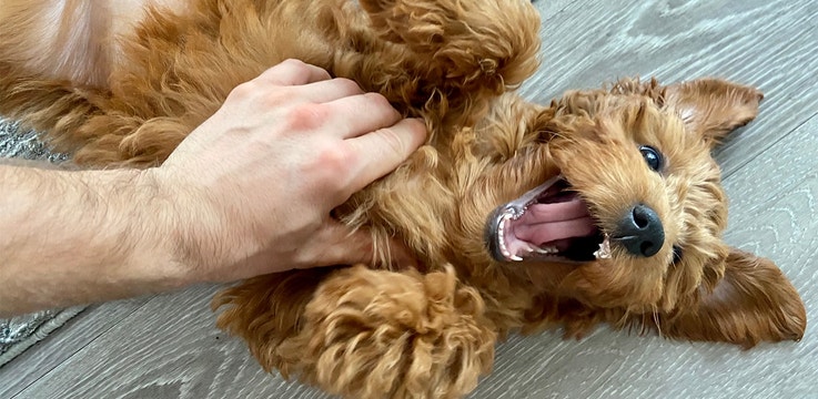 Puppy Basics: Tips for Your Teething Puppy Article Hero Image