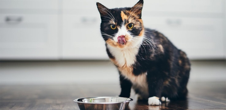 5 Things You Need to Know about Changing Your Cat’s Diet