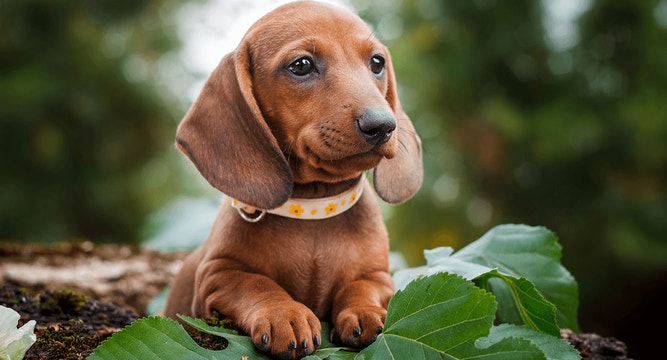 dog-article-small-breed-puppy-feeding-secrets-mob
