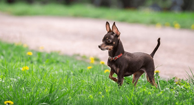 dog-article-why-do-dogs-eat-grass-mob