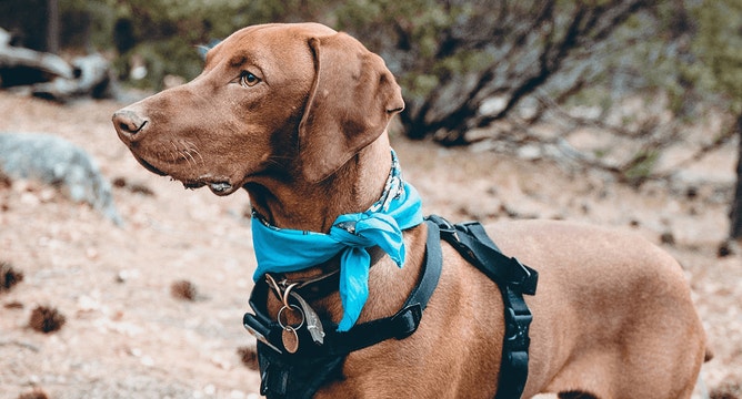 dog looking away