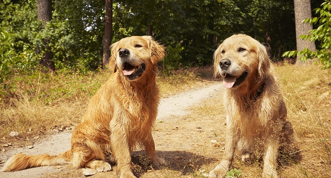 tips-caring-large-dogs-mob-new