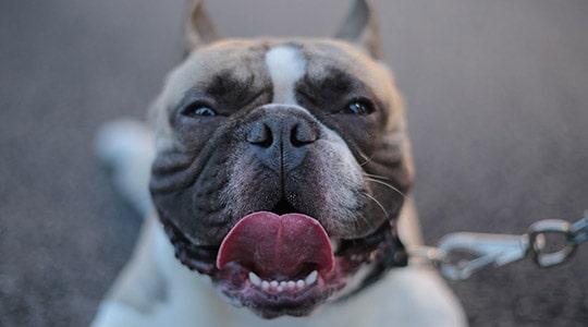 4 tips dog diet