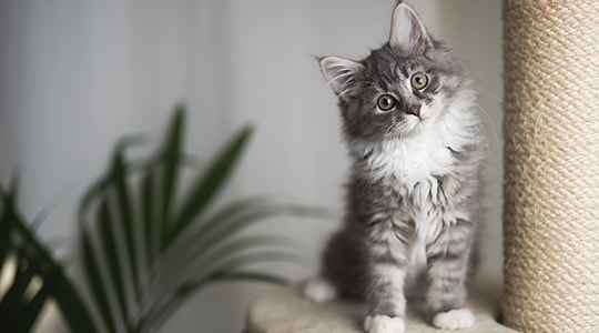 How to Care for Your Kitten: The First 6 Months Article Hero Image