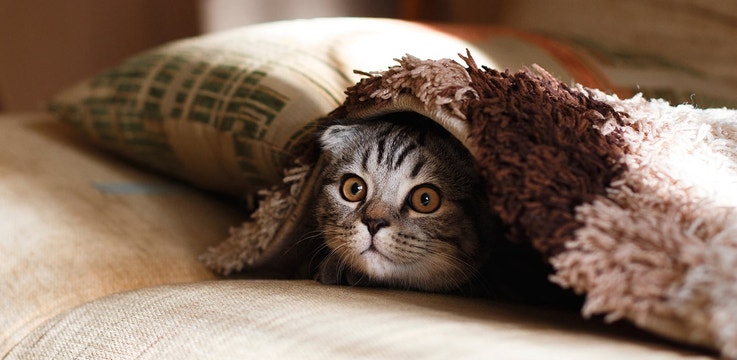 Wide-eyed cat hiding under a soft blanket on a couch