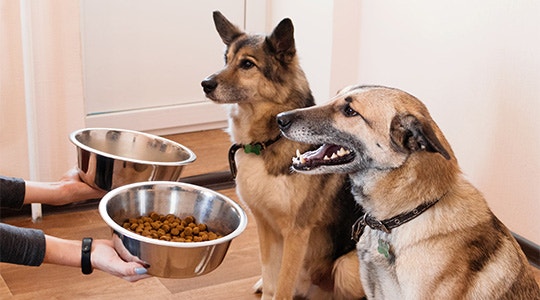 Two big dogs wait for their dinner